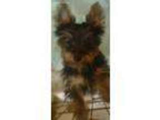 Yorkshire Terrier Puppy for sale in Burlington, NC, USA