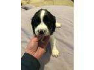 English Springer Spaniel Puppy for sale in Whitehall, MT, USA