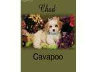 Cavapoo Puppy for sale in Uniontown, OH, USA