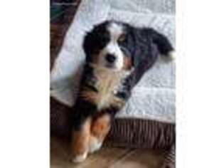 Bernese Mountain Dog Puppy for sale in Juneau, WI, USA