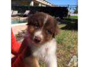 Australian Shepherd Puppy for sale in WINDERMERE, FL, USA