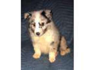 Shetland Sheepdog Puppy for sale in Myrtle Creek, OR, USA