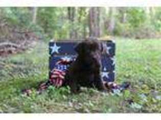 Labrador Retriever Puppy for sale in Murphy, NC, USA