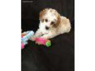 Mutt Puppy for sale in Burgaw, NC, USA
