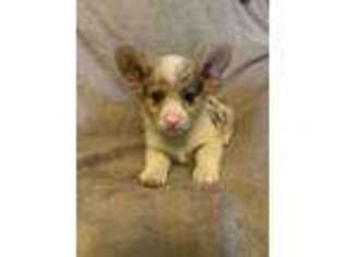 Pembroke Welsh Corgi Puppy for sale in Frenchburg, KY, USA