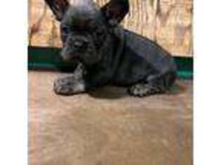 French Bulldog Puppy for sale in Denver City, TX, USA