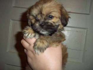 Lhasa Apso Puppy for sale in Manchester, NH, USA