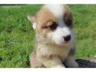 Pembroke Welsh Corgi Puppy for sale in Galena, MO, USA