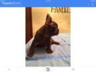 French Bulldog Puppy for sale in Coal Valley, IL, USA