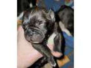 French Bulldog Puppy for sale in Jerico Springs, MO, USA