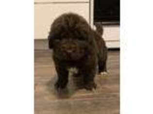 Newfoundland Puppy for sale in Humbird, WI, USA
