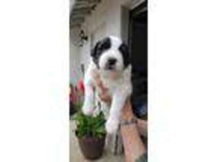 Saint Bernard Puppy for sale in Fallbrook, CA, USA