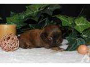 Mutt Puppy for sale in ELLENSBURG, WA, USA