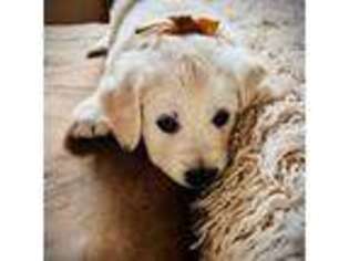 Golden Retriever Puppy for sale in Aztec, NM, USA