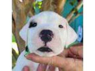 Dogo Argentino Puppy for sale in Galveston, TX, USA