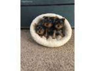 Yorkshire Terrier Puppy for sale in Cerritos, CA, USA