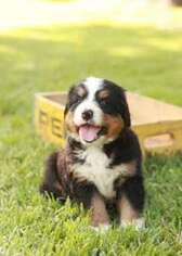Bernese Mountain Dog Puppy for sale in Tulsa, OK, USA