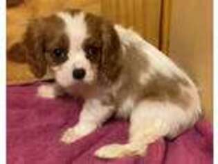 Cavalier King Charles Spaniel Puppy for sale in Shepherd, MT, USA