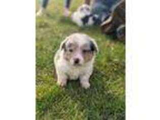 Pembroke Welsh Corgi Puppy for sale in Onalaska, WA, USA