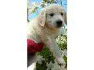 Golden Retriever Puppy for sale in Somerville, AL, USA