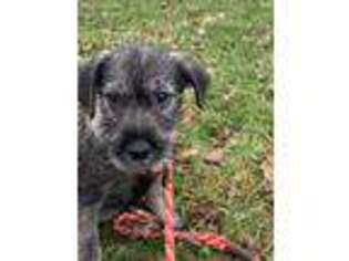 Mutt Puppy for sale in Mitchell, IN, USA