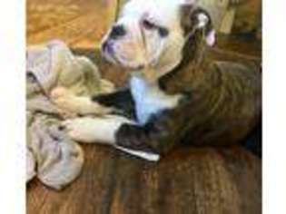 Olde English Bulldogge Puppy for sale in Judsonia, AR, USA