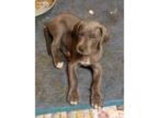 Great Dane Puppy for sale in Yazoo City, MS, USA