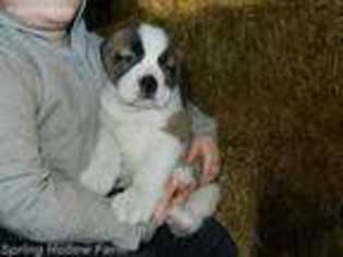 Saint Bernard Puppy for sale in Manheim, PA, USA