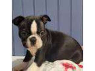Boston Terrier Puppy for sale in Brookfield, MA, USA