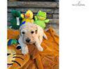 Labradoodle Puppy for sale in Louisville, KY, USA