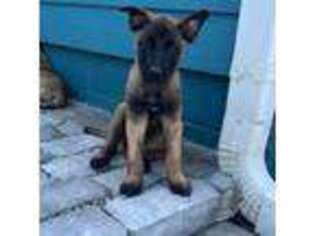 Belgian Malinois Puppy for sale in Newberry, FL, USA