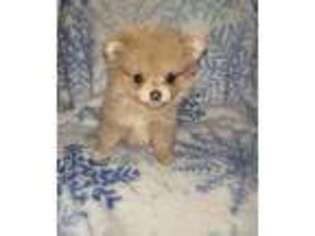 Pomeranian Puppy for sale in Potosi, MO, USA