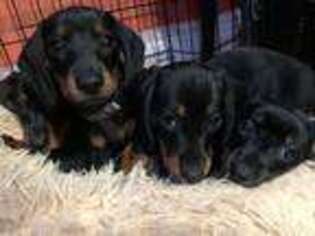 Dachshund Puppy for sale in Brooklyn, NY, USA