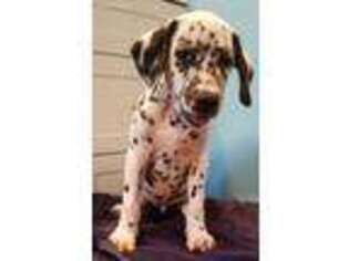 Dalmatian Puppy for sale in Spring Hope, NC, USA