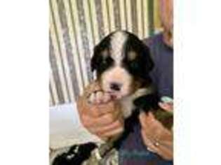 Bernese Mountain Dog Puppy for sale in Cullman, AL, USA