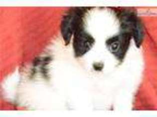 Papillon Puppy for sale in Cleveland, OH, USA