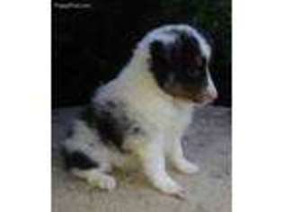 Shetland Sheepdog Puppy for sale in Louisville, KY, USA