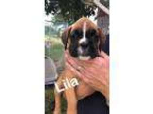 Boxer Puppy for sale in Edina, MO, USA