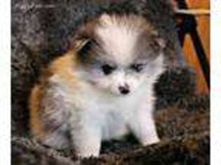 Pomeranian Puppy for sale in Success, MO, USA