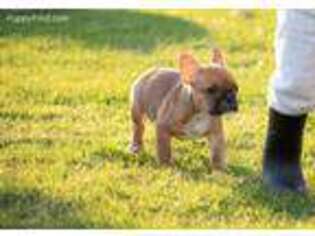French Bulldog Puppy for sale in Wasco, CA, USA