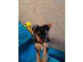 Yorkshire Terrier Puppy for sale in Milan, IL, USA