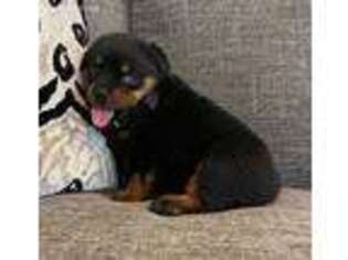 Rottweiler Puppy for sale in Sheridan, MI, USA