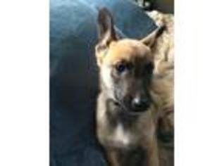 Belgian Malinois Puppy for sale in Conroe, TX, USA