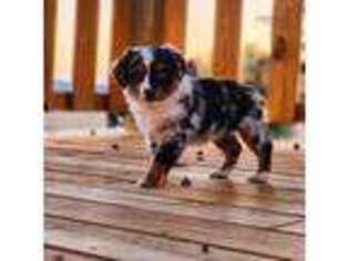 Miniature Australian Shepherd Puppy for sale in Mcalester, OK, USA