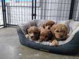 Cavapoo Puppy for sale in Millersburg, IN, USA