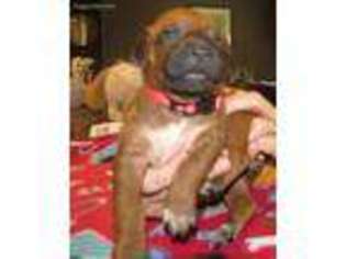 Rhodesian Ridgeback Puppy for sale in Trinity, NC, USA