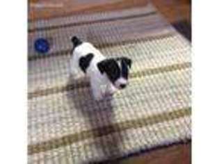 Jack Russell Terrier Puppy for sale in Chula Vista, CA, USA