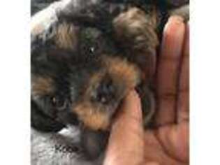 Yorkshire Terrier Puppy for sale in Richmond, VA, USA