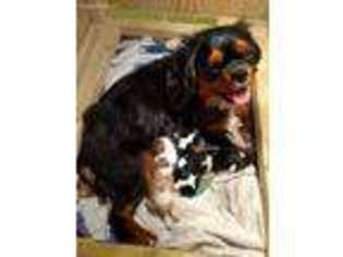 Cavalier King Charles Spaniel Puppy for sale in Roscoe, SD, USA