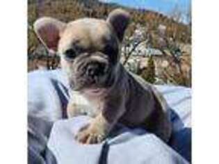French Bulldog Puppy for sale in Soda Springs, ID, USA